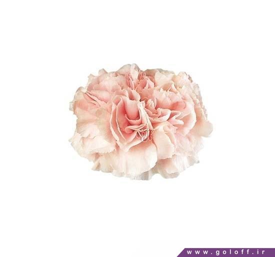 گل سرای آنلاین - گل میخک لئون - Carnation | گل آف